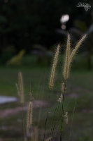 IMG_6876.jpg