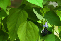 IMG_2876.jpg