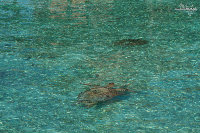 IMG_2983.jpg