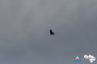 IMG_4290.jpg