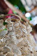 Tioman-IMG_3993.jpg