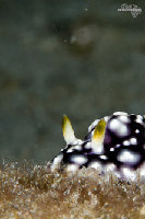 Tioman-IMG_1434.jpg