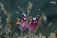 Tioman-IMG_1440.jpg