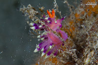 Tioman-IMG_1446.jpg