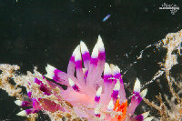 Tioman-IMG_1481.jpg
