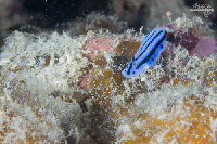 Tioman-IMG_1484.jpg