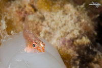 Tioman-IMG_1485.jpg
