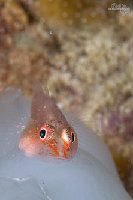Tioman-IMG_1486.jpg