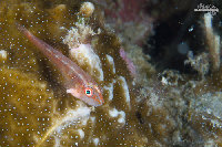 Tioman-IMG_1487.jpg