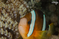 Tioman-IMG_1488.jpg