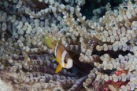 Tioman-IMG_1490.jpg
