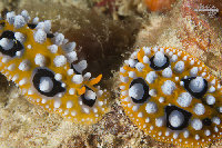 Tioman-IMG_1496.jpg