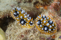 Tioman-IMG_1498.jpg