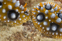 Tioman-IMG_1499.jpg
