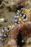 Tioman-IMG_1502.jpg