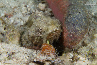 Tioman-IMG_1504.jpg