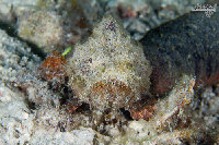 Tioman-IMG_1506.jpg