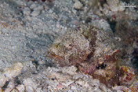 Tioman-IMG_1508.jpg