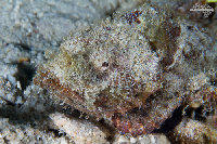 Tioman-IMG_1509.jpg