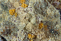 Tioman-IMG_1513.jpg