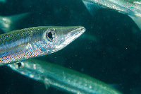 Tioman-IMG_1515.jpg