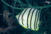 Tioman-IMG_1517.jpg