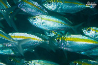 Tioman-IMG_1518.jpg