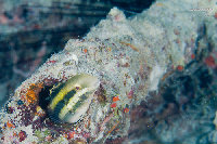 Tioman-IMG_1519.jpg