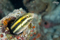 Tioman-IMG_1521.jpg