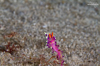 Tioman-IMG_1524.jpg