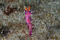 Tioman-IMG_1528.jpg