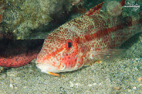 Tioman-IMG_1529.jpg