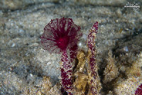 Tioman-IMG_1531.jpg