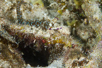 Tioman-IMG_1535.jpg