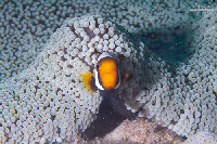 Tioman-IMG_1539.jpg