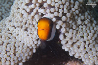 Tioman-IMG_1542.jpg