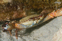 Tioman-IMG_1547.jpg