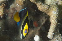 Tioman-IMG_1556.jpg
