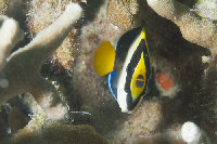 Tioman-IMG_1557.jpg