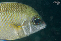 Tioman-IMG_1558.jpg