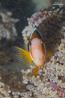 Tioman-IMG_1575.jpg