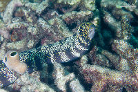 Tioman-IMG_1585.jpg