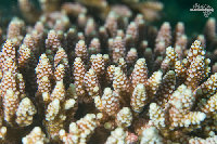 Tioman-IMG_1587.jpg