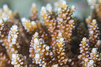Tioman-IMG_1588.jpg