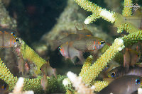 Tioman-IMG_1591.jpg