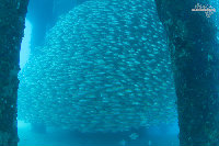 Tioman-IMG_1602.jpg