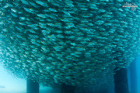 Tioman-IMG_1604.jpg