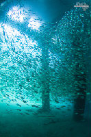 Tioman-IMG_1611.jpg