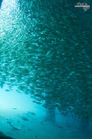 Tioman-IMG_1616.jpg