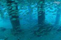 Tioman-IMG_1617.jpg